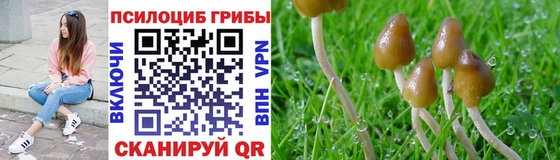 Псилоцибиновые грибы прущие грибы  hydra ссылка  Салехард  купить  цена 